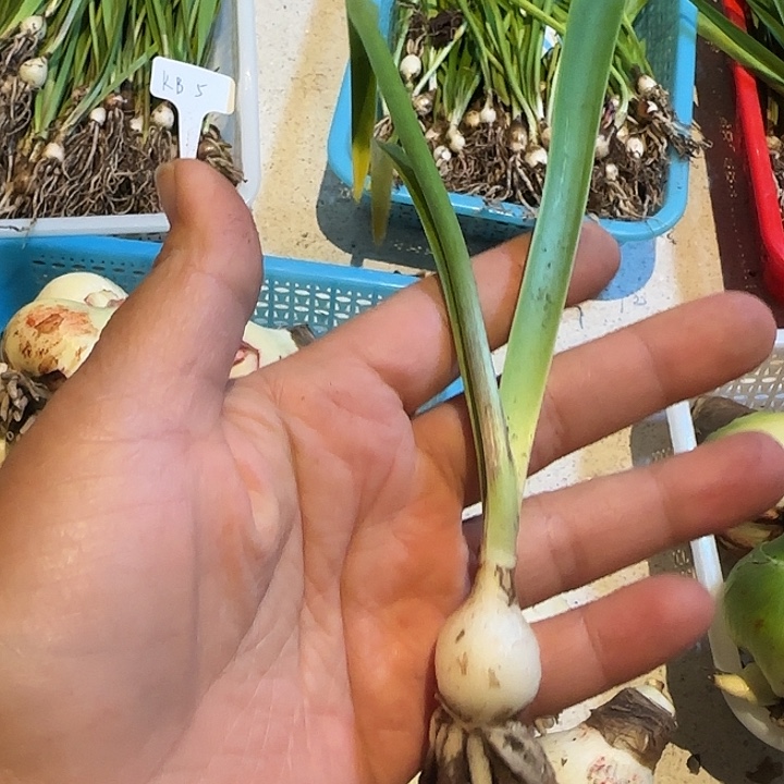 无花朵KB5朱顶红越朱竞拍