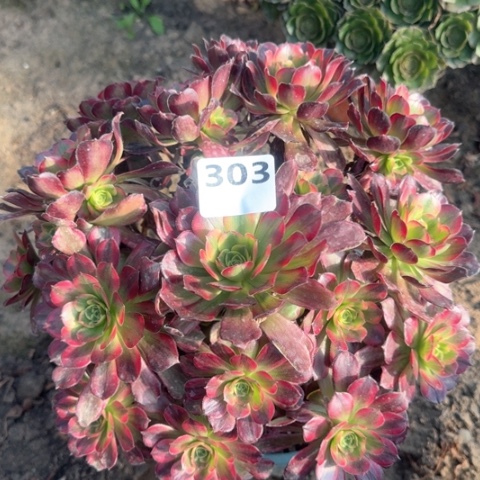 法师安娜18-8多肉