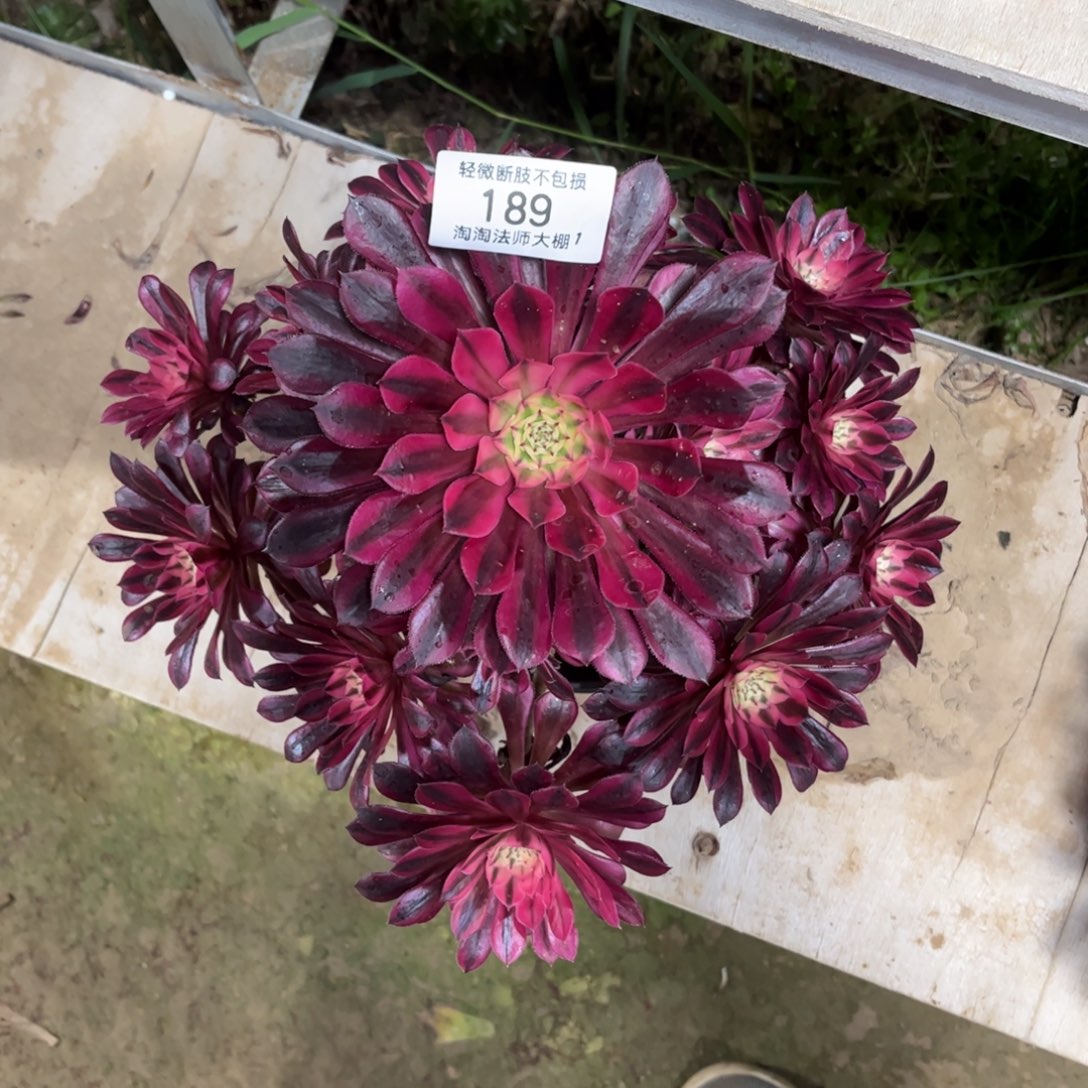 189月亮石多肉植物法师