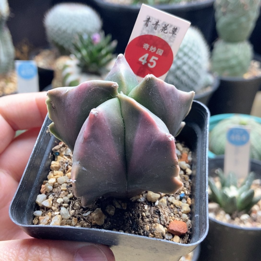 实生红体龟甲鸾凤玉有雀斑5.4cm