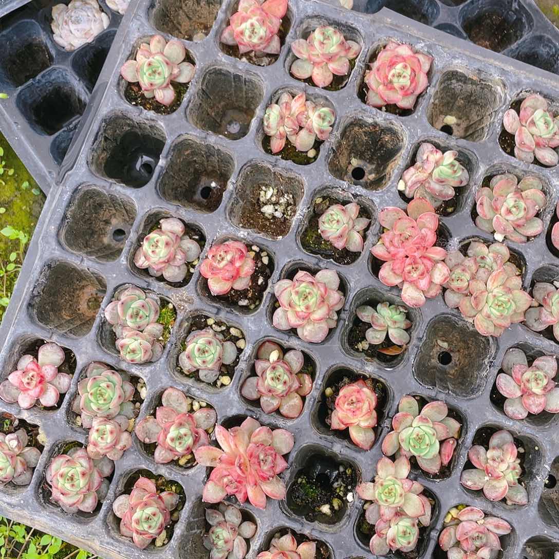 星光珍妮穴一个满25包邮