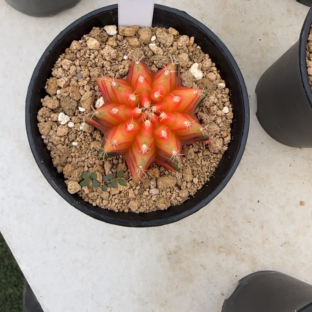 ?***✨108-0116泰国发货多肉