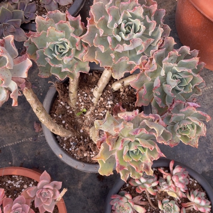 仰*278号海啸老桩多肉