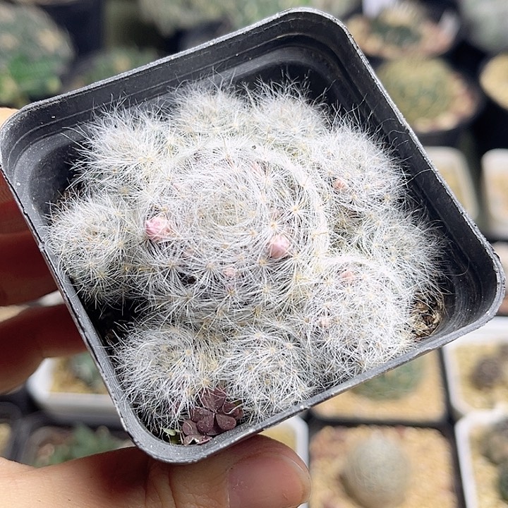 小惑星群一颗一物一拍