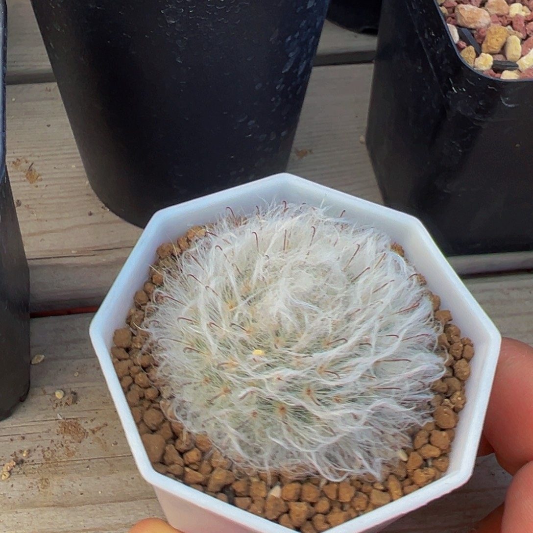 白云高砂多肉植物带盆土