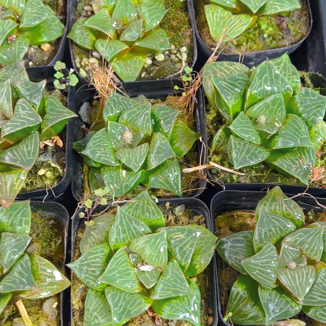 康克寿多肉多肉多肉之家