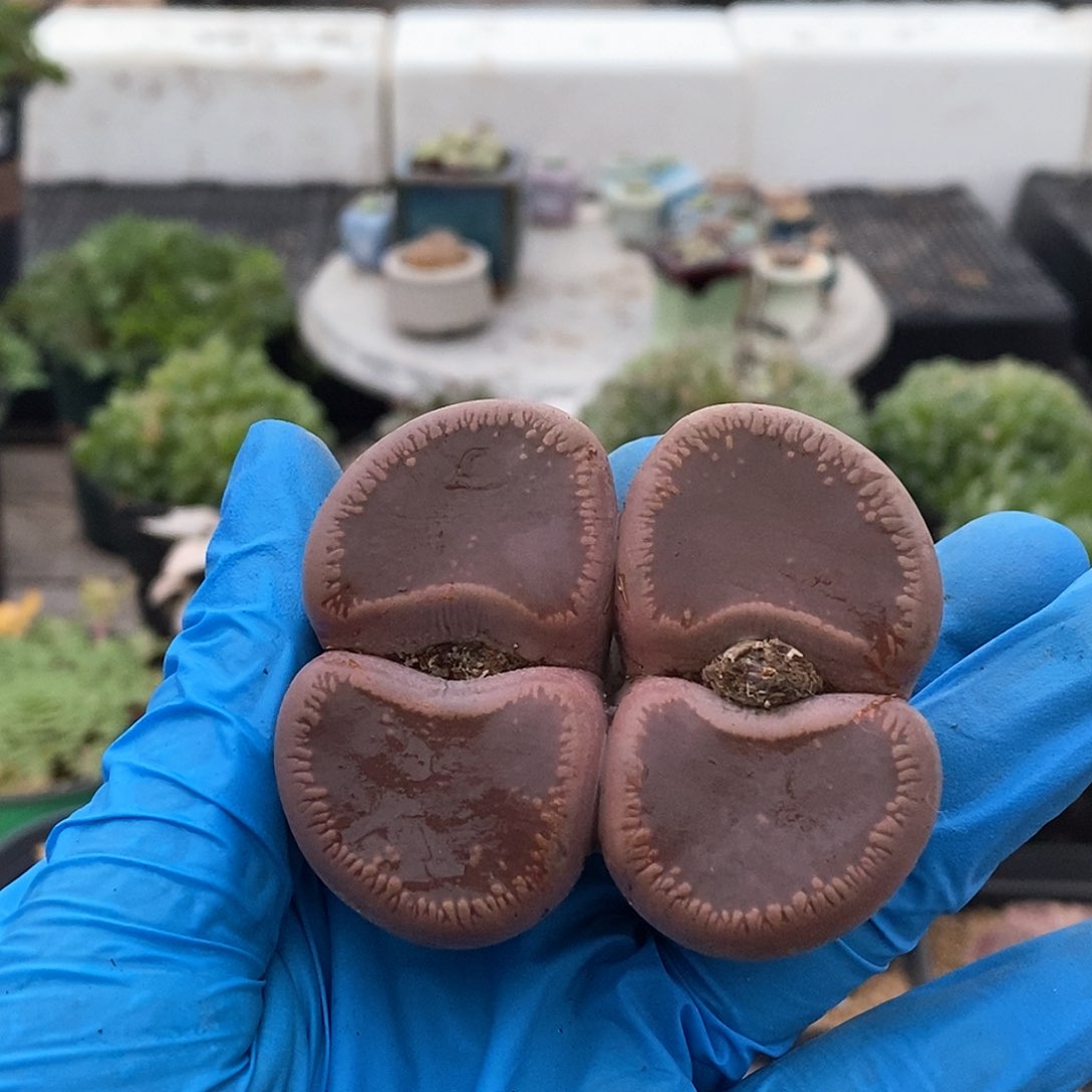 356 净窗大母本流水日轮(5.2/5.2) 腿微长