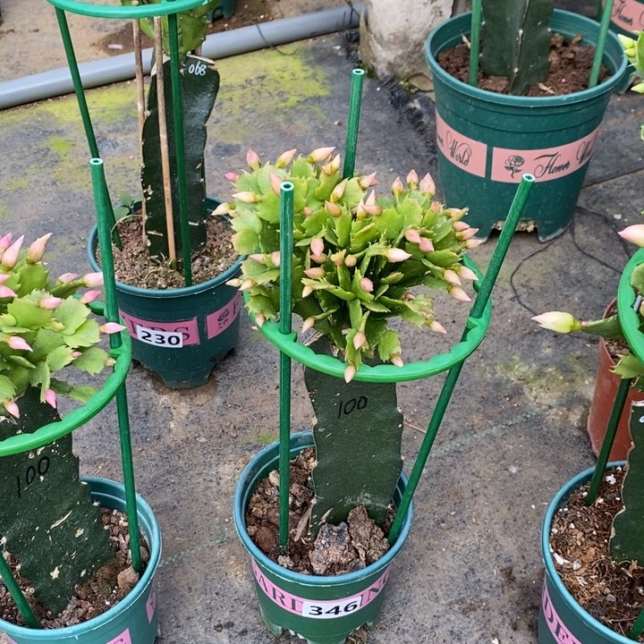 大部分花苞少量开放346嫁接100