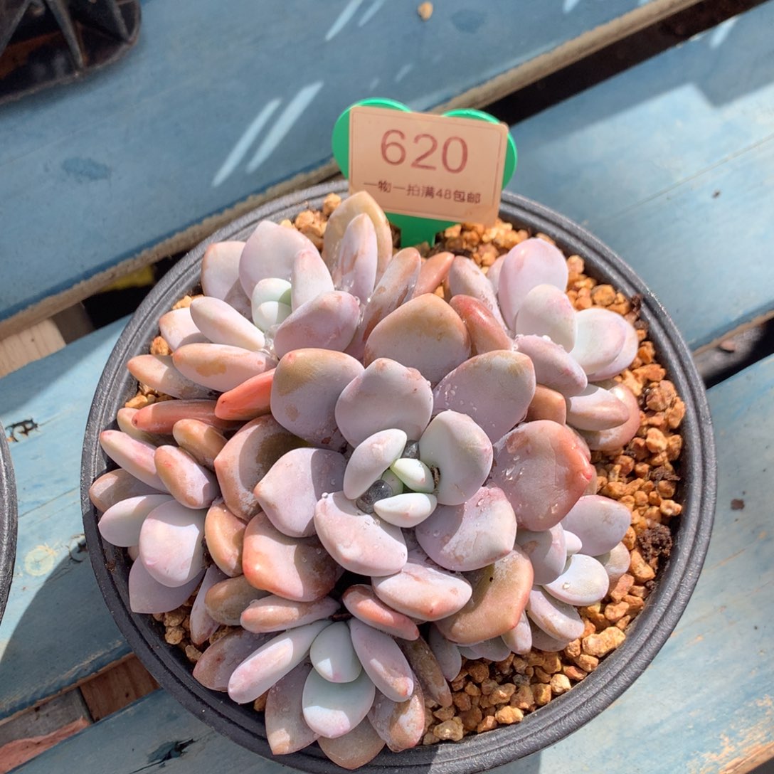 粉兔群生无砍捧花620