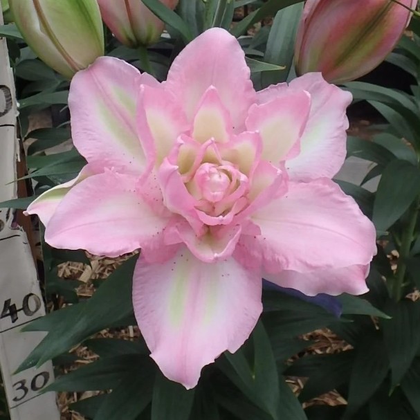 【幸运天使】14/16  幸运系列重瓣百合种球荷兰进口多年生盆栽地栽