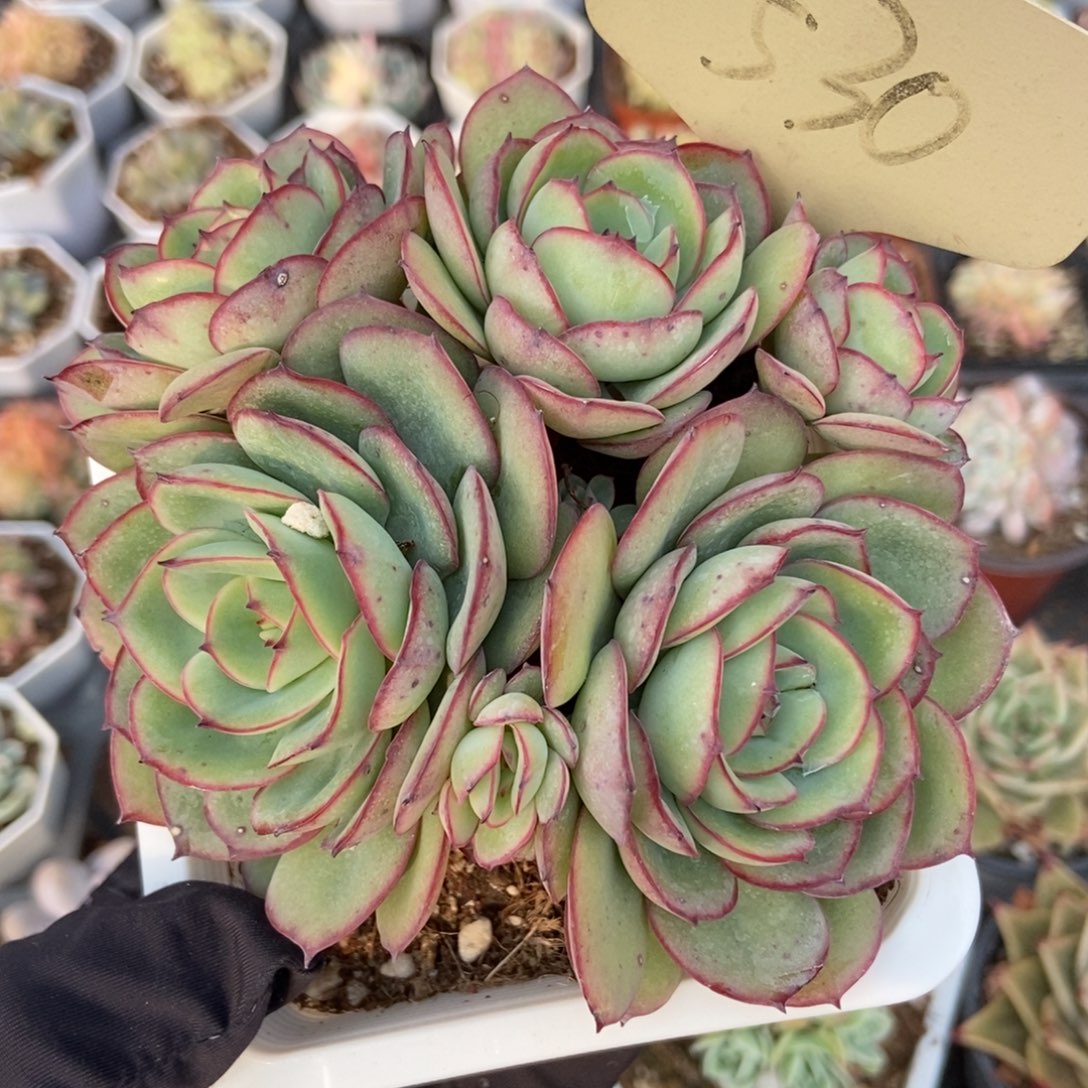 530牡丹婷多肉植物保护