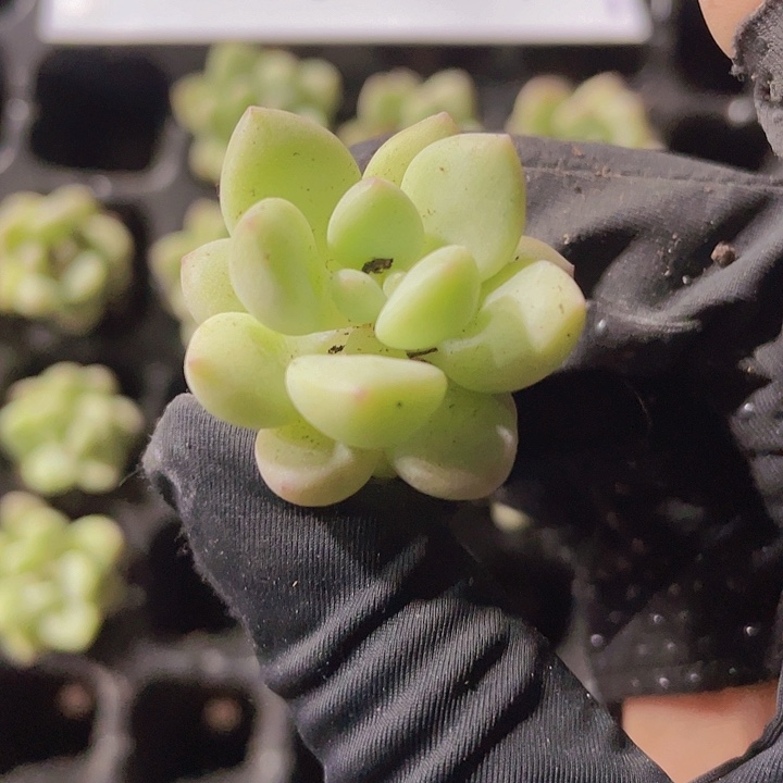 56精品泡泡糖2米3颗