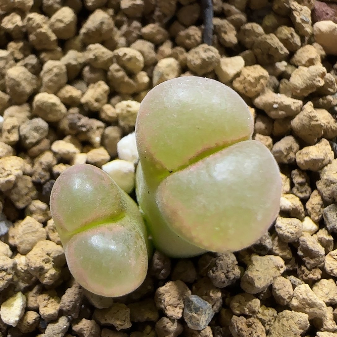 11.19。1804.2彩虹风铃。5013