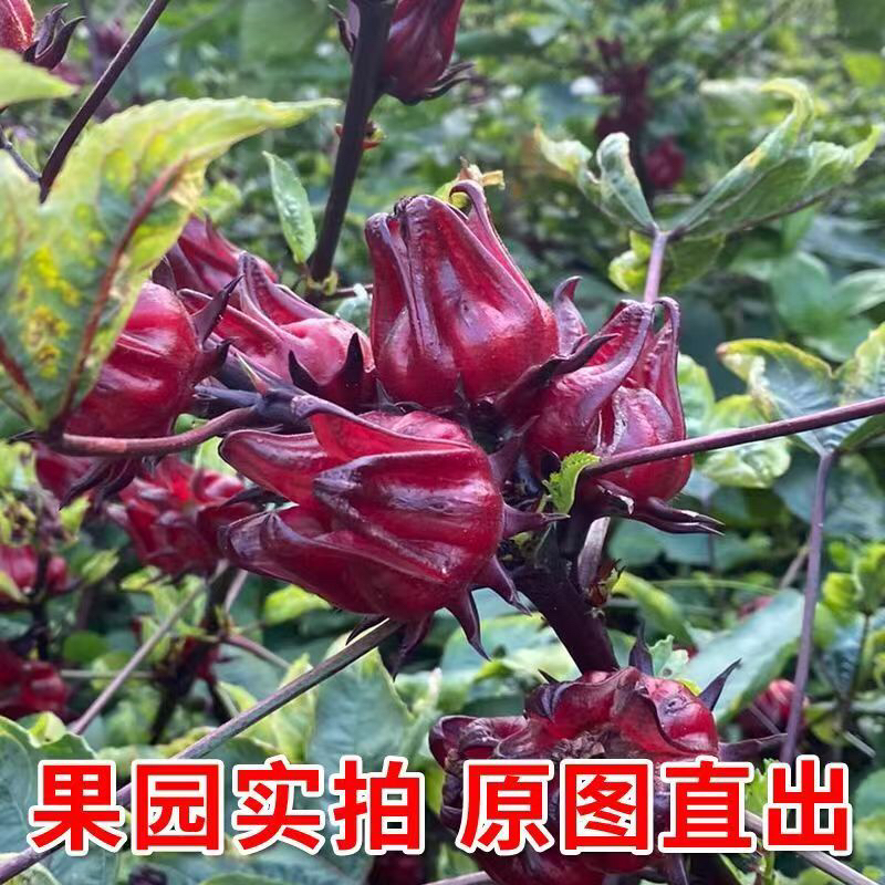 新鲜现摘洛神花红桃k可做泡酒酵素果酱花茶原料