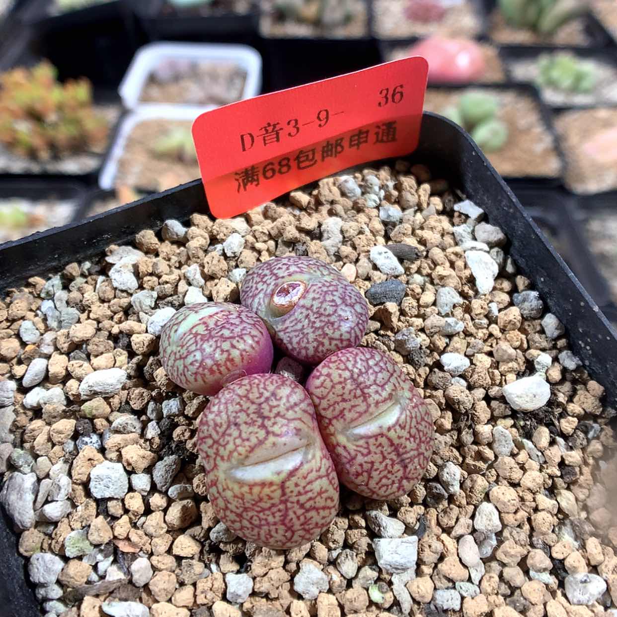【闪购商品】3-9-36 细密纹安贞 30