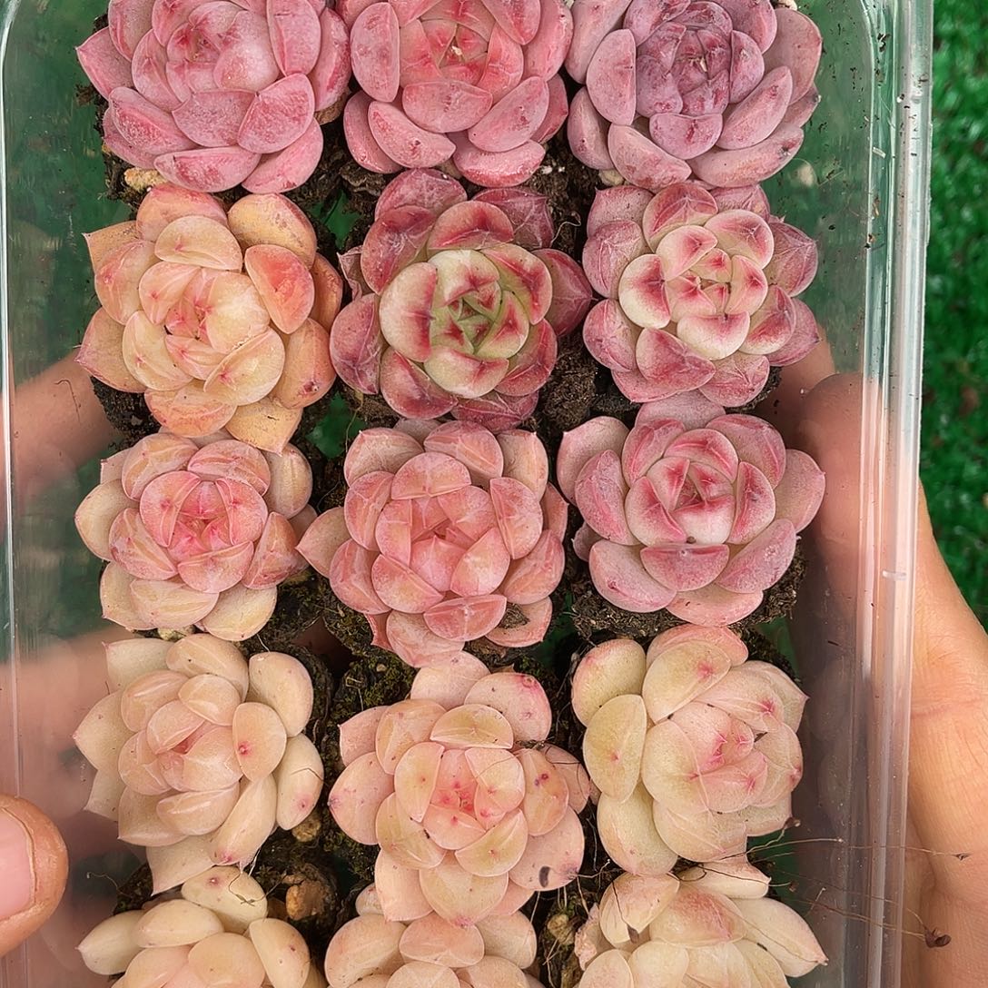 多肉植物一物一拍2-28