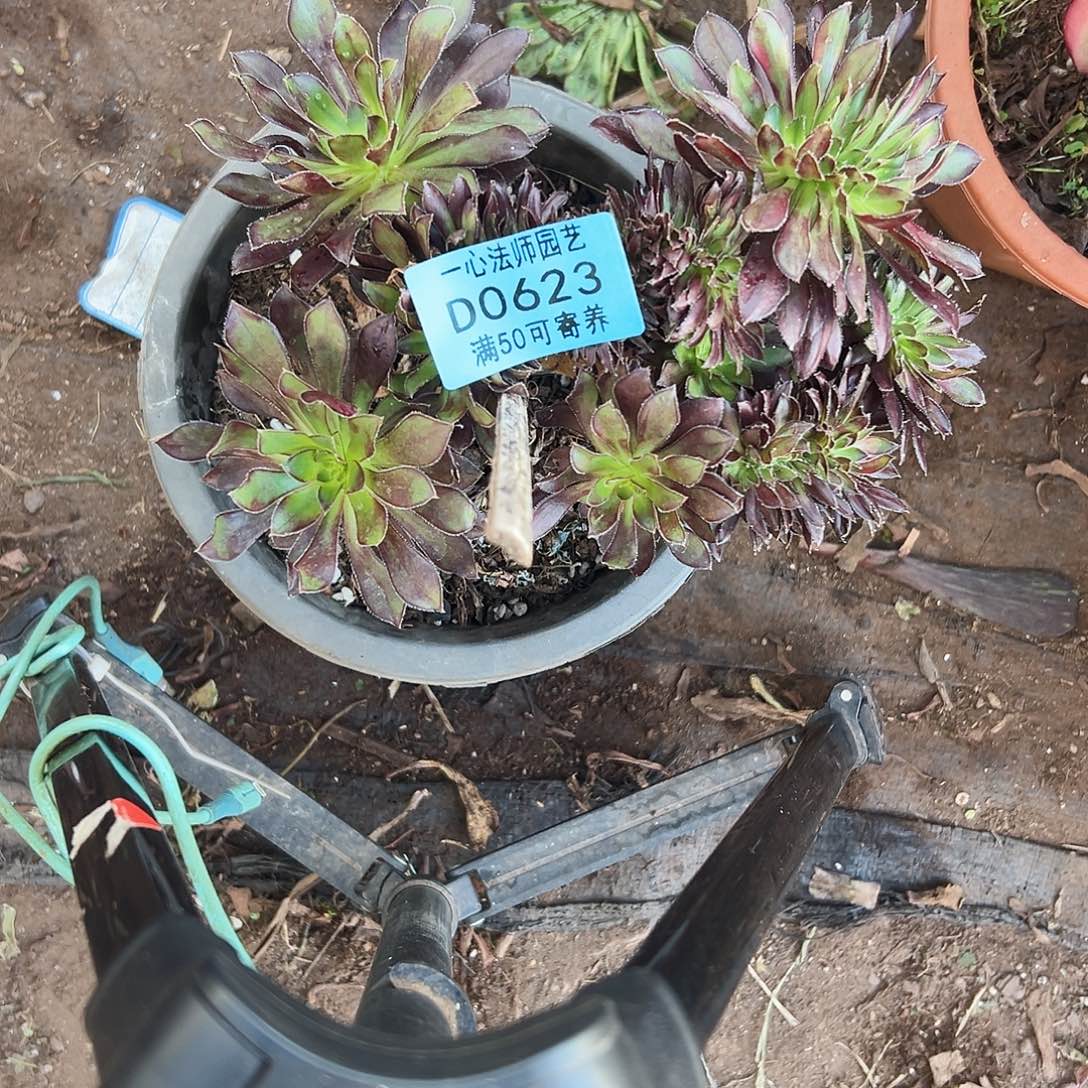 多肉植彩虹缀0623