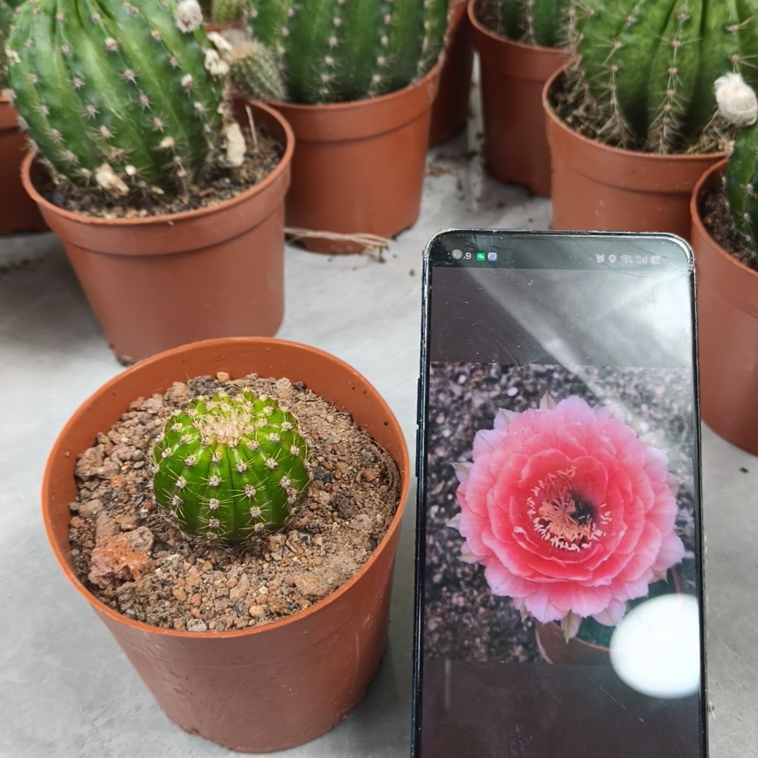 慧***507仙人球带盆发（4cm）