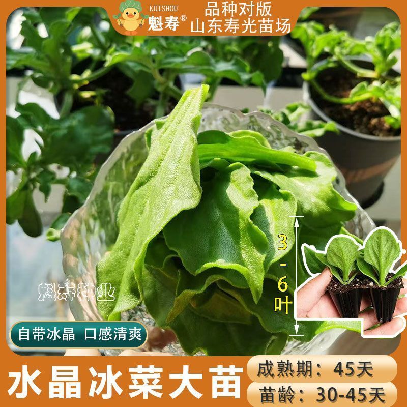冰菜苗幼苗冰草种苗菜苗批发秧苗寿光蔬菜种籽冰菜大苗四季盆栽