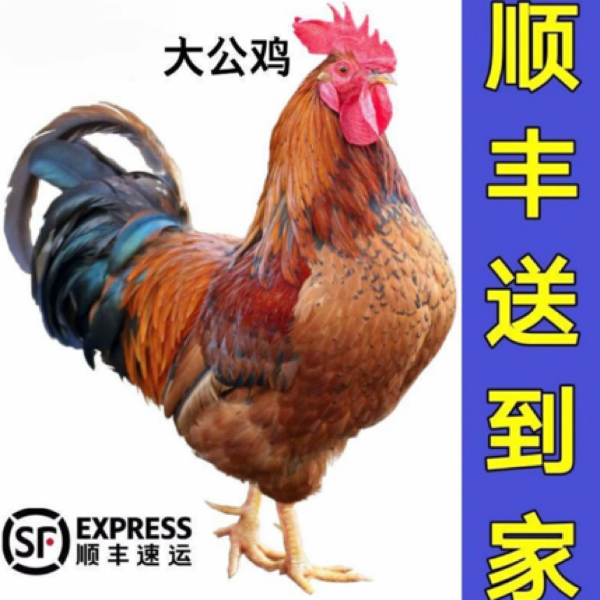 九斤红大公鸡宠物鸡一斤左右发货6只发货