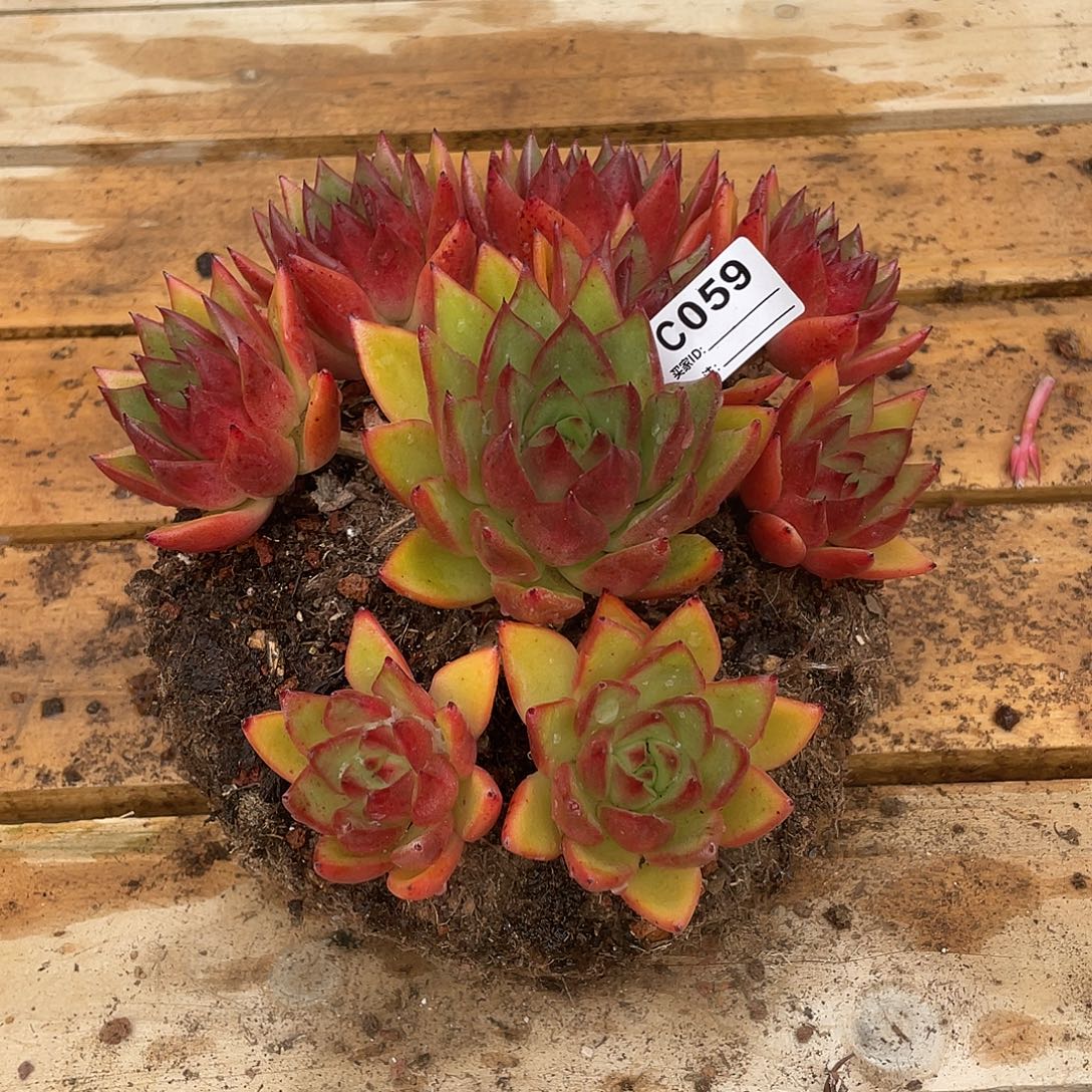 若如东云单拍C059