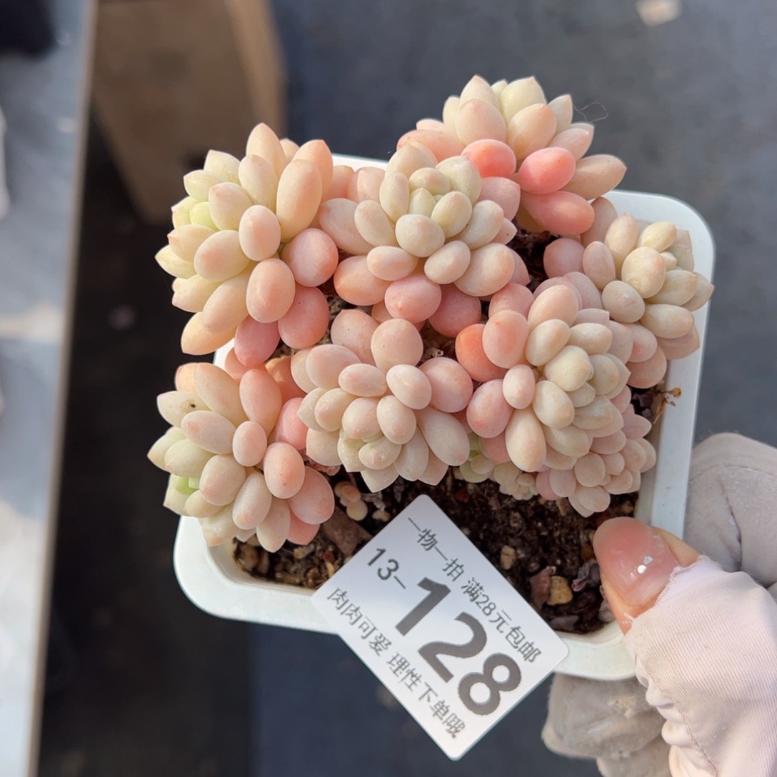 洛可可多肉多肉多肉多肉