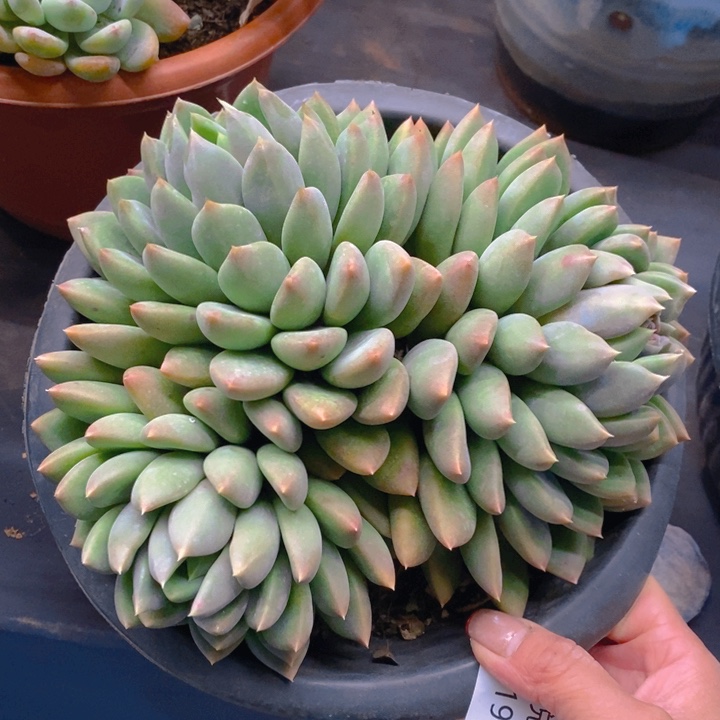 夏悦多肉 0219-12象牙