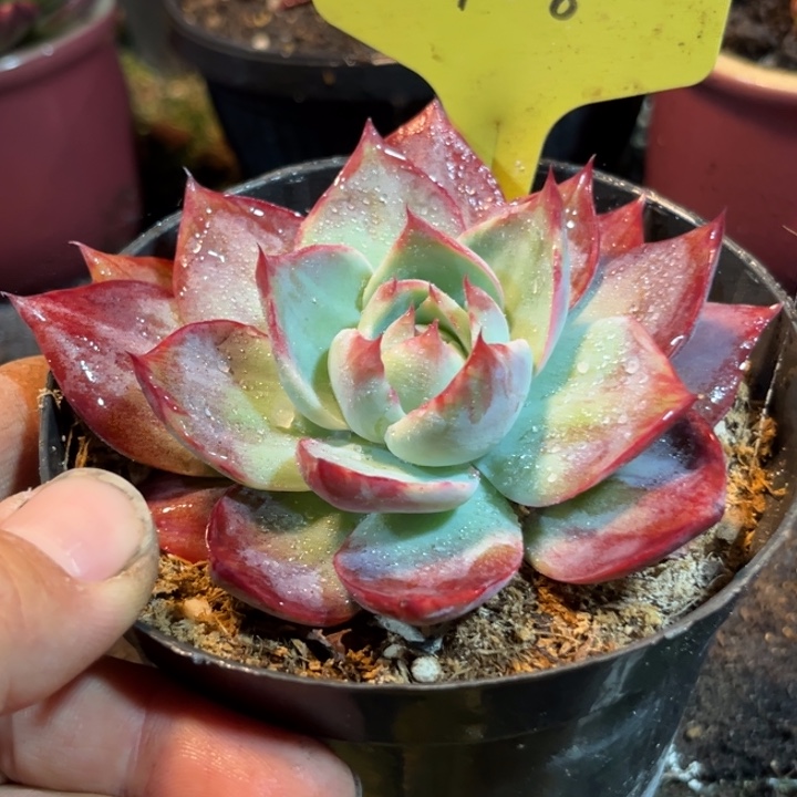 惊鸿一物一拍包装收缩花旱408