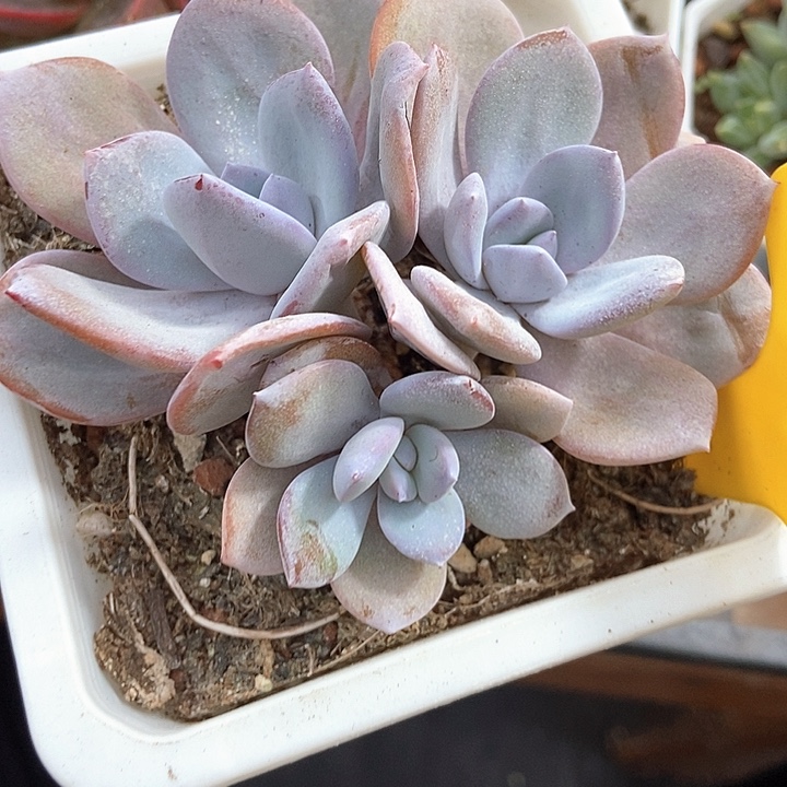 多肉植物韩版奶茶裙936