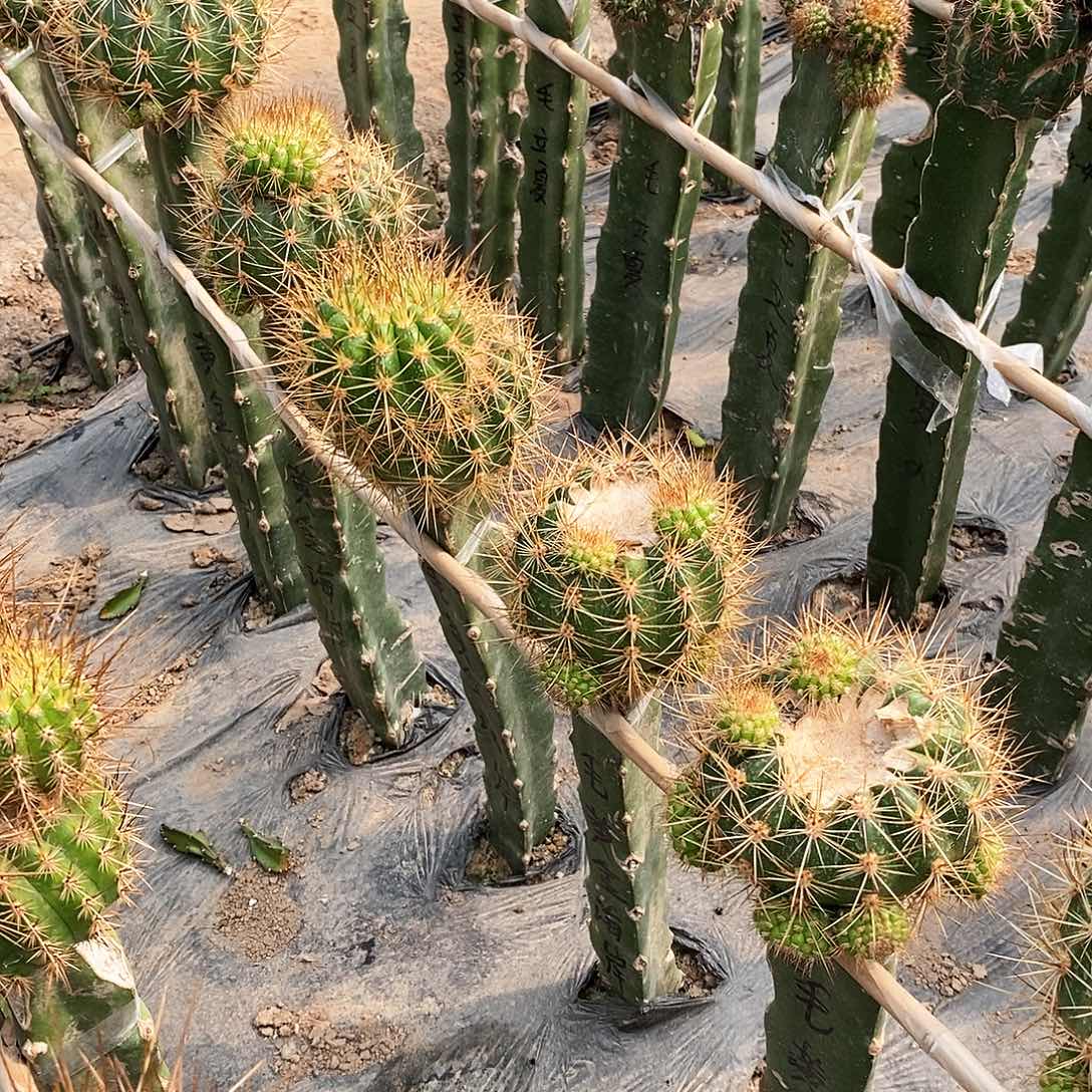 毛 黄金海岸侧芽6公分左右