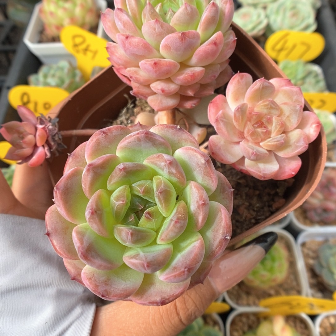 糖心珍妮群生873号
