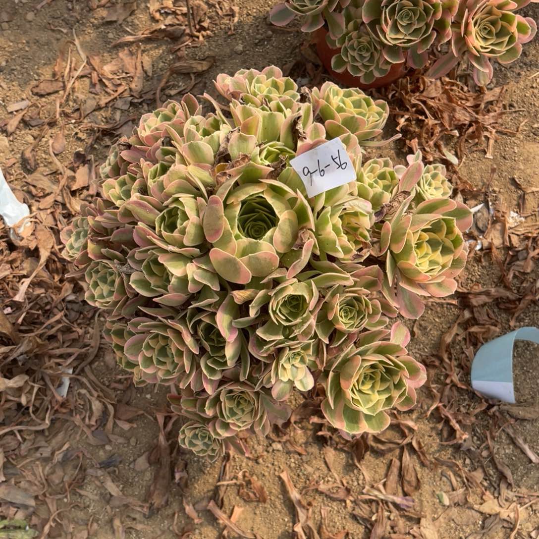 9.6-56粉女巫初恋手捧多肉