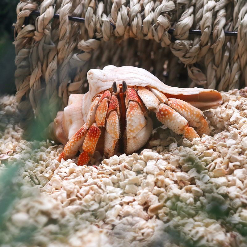 直播间精选懒人宠物萌宠寄居蟹