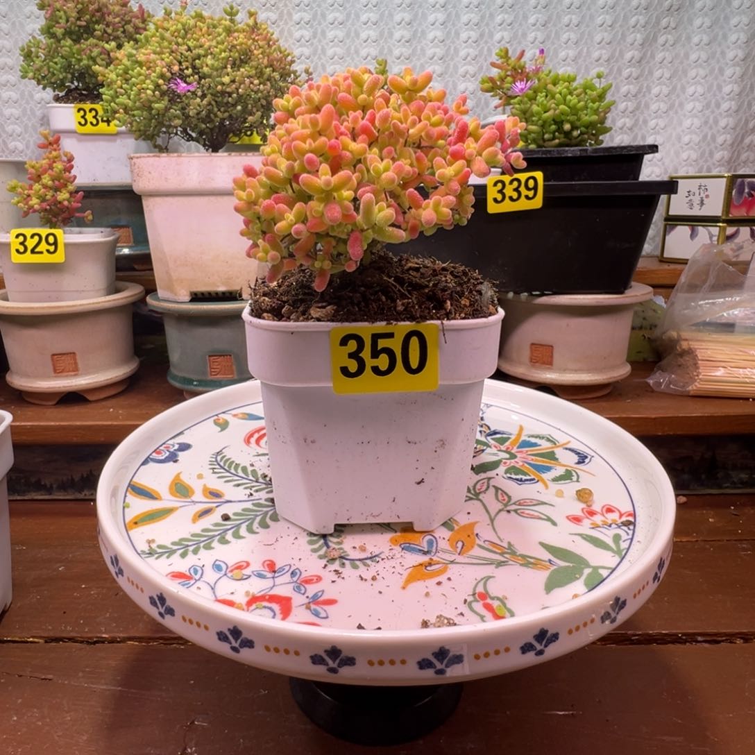 枝干番杏多肉植物350