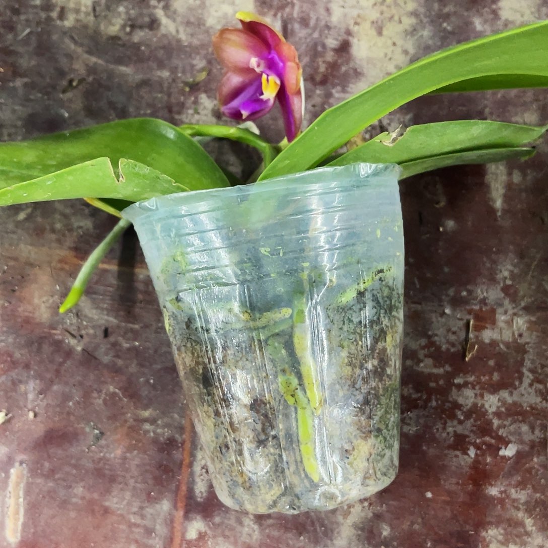 当前无花栽培后可以开花赵*森蝴蝶兰原生瑕疵