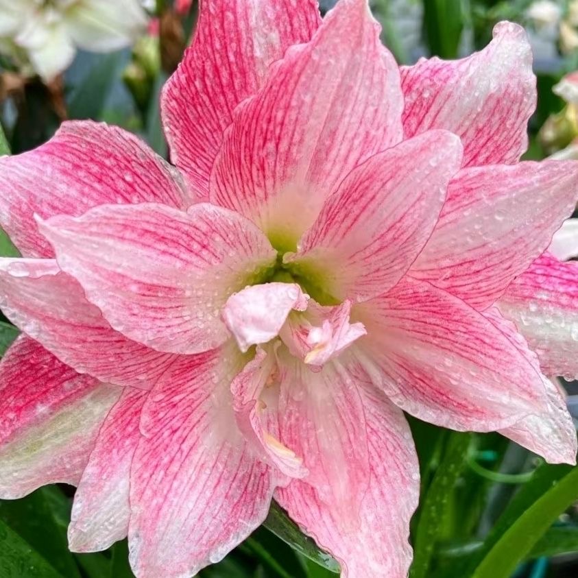 【闪亮】朱顶基地球5-6cm