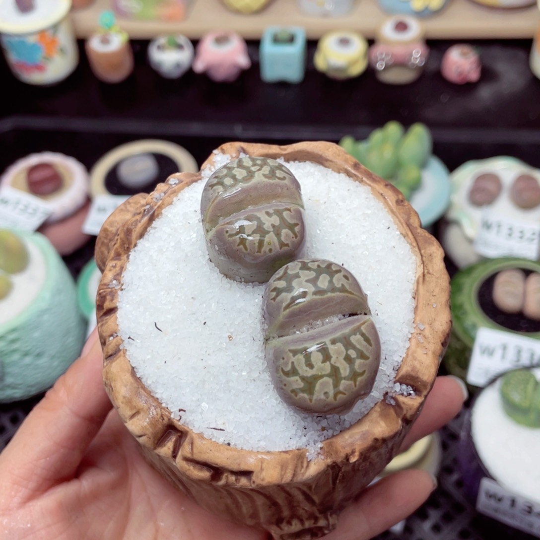 w1344 带盆土发货-零下地区拍保温箱