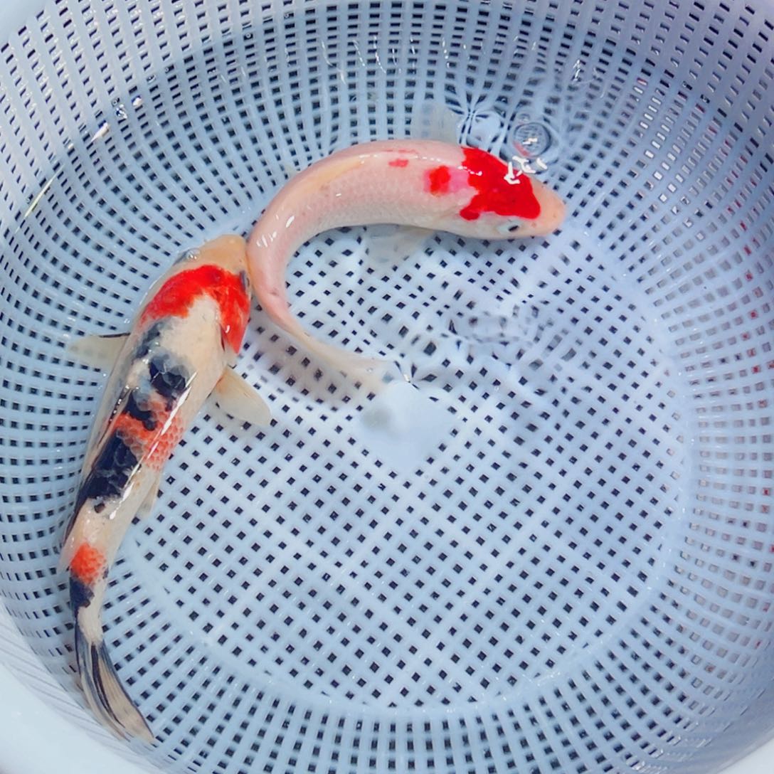 锦鲤锦鲤观赏鱼1111