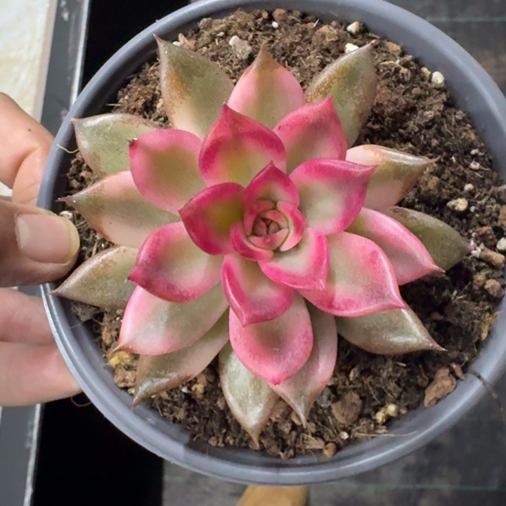 火焰山 锦  一物一拍