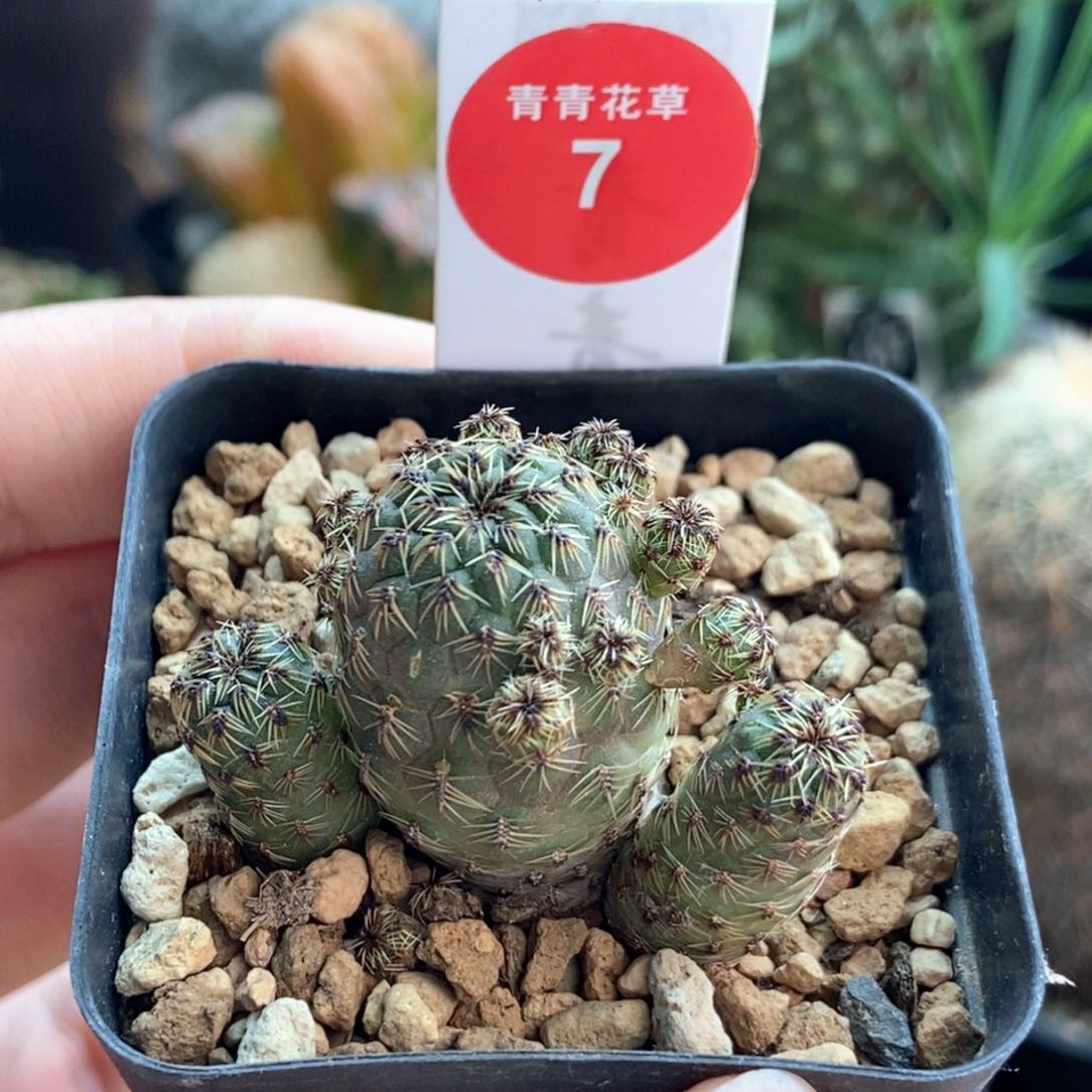 火焰宝山群一颗仙人球