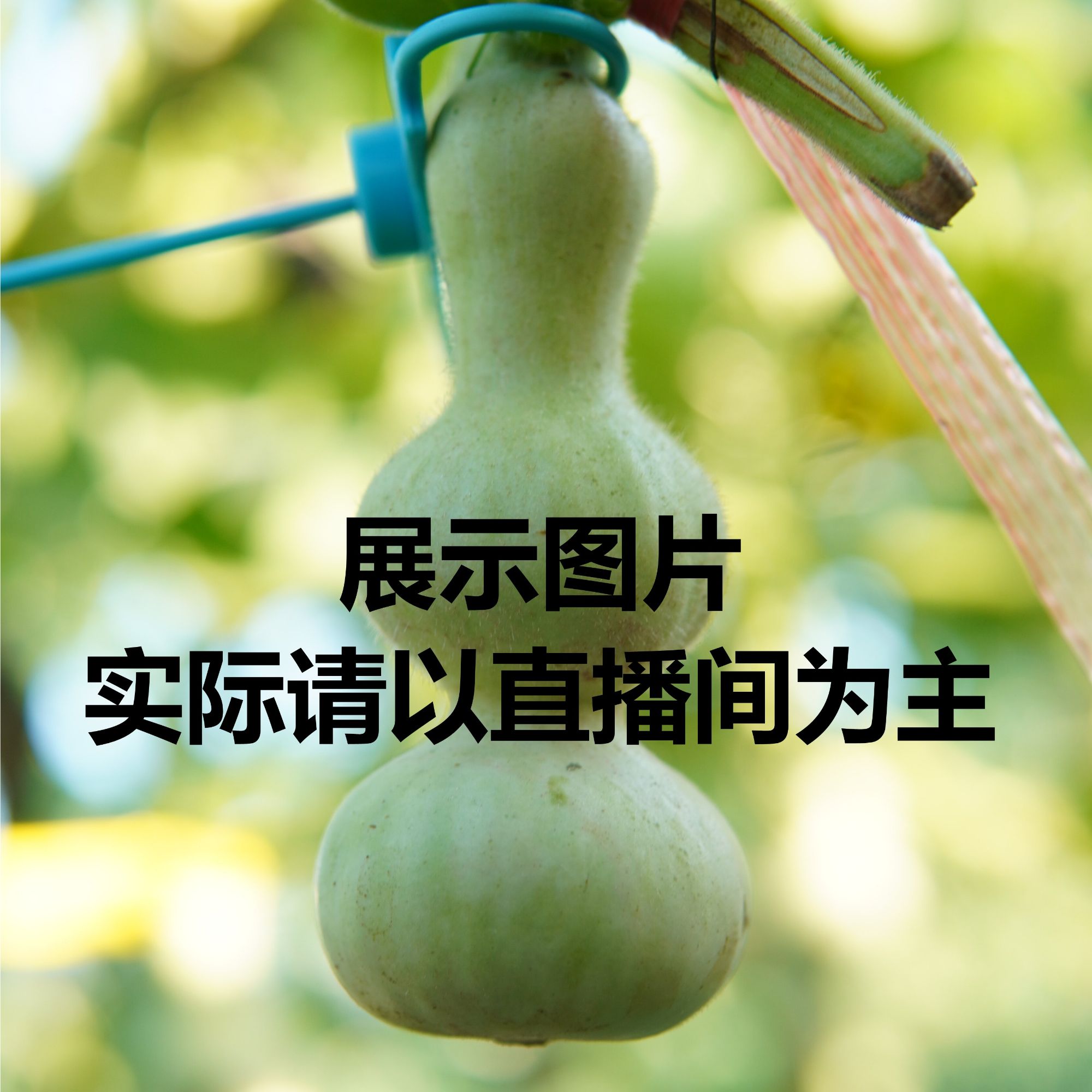 精品葫芦粗嘴八宝青皮