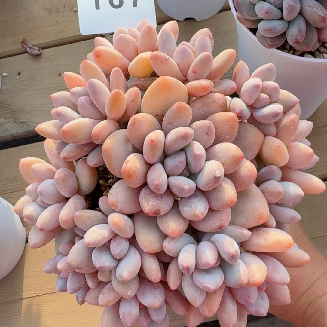 好**朵香水群生         精品多肉