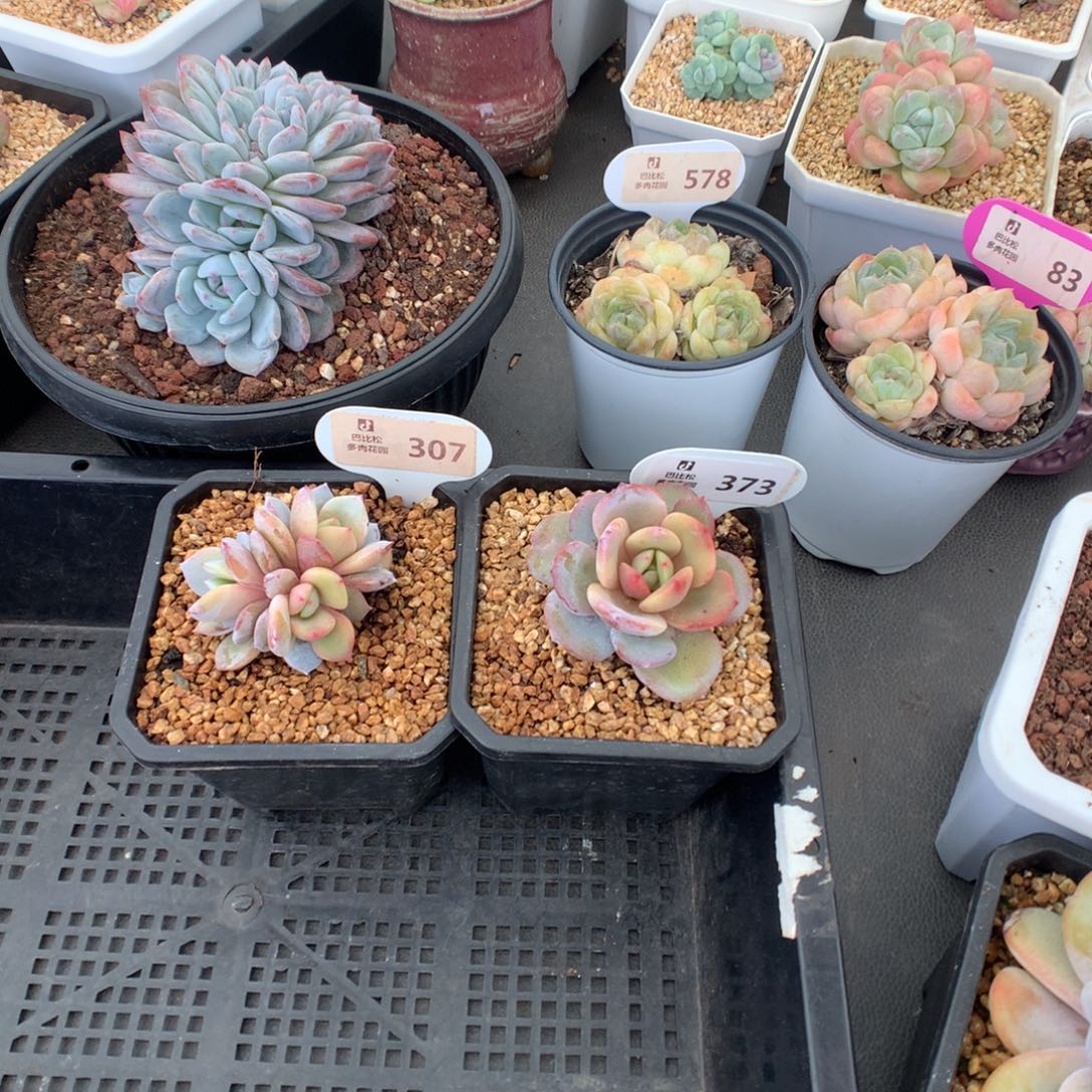 满***l307-373 奶茶锦多肉多肉