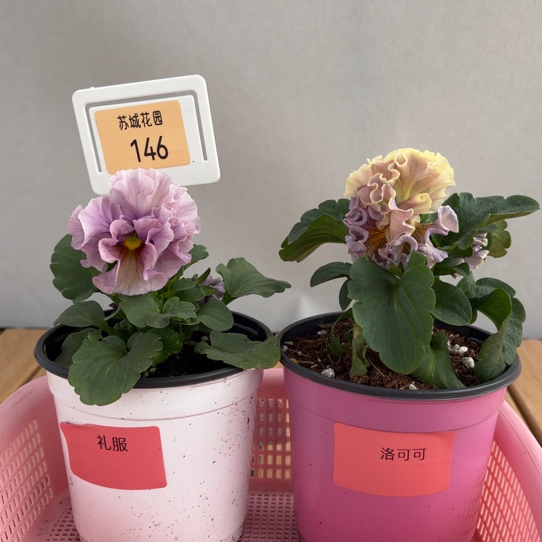 大部分开放少量花苞146