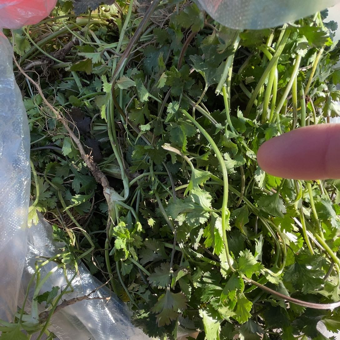 中国大陆纯农家自重香菜2.2斤