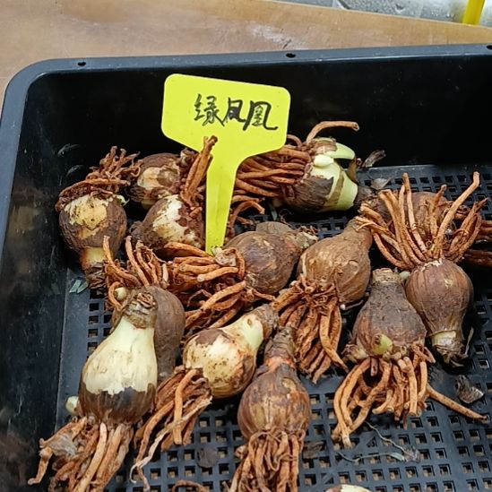 无花朵绿凤凰2-3发一个