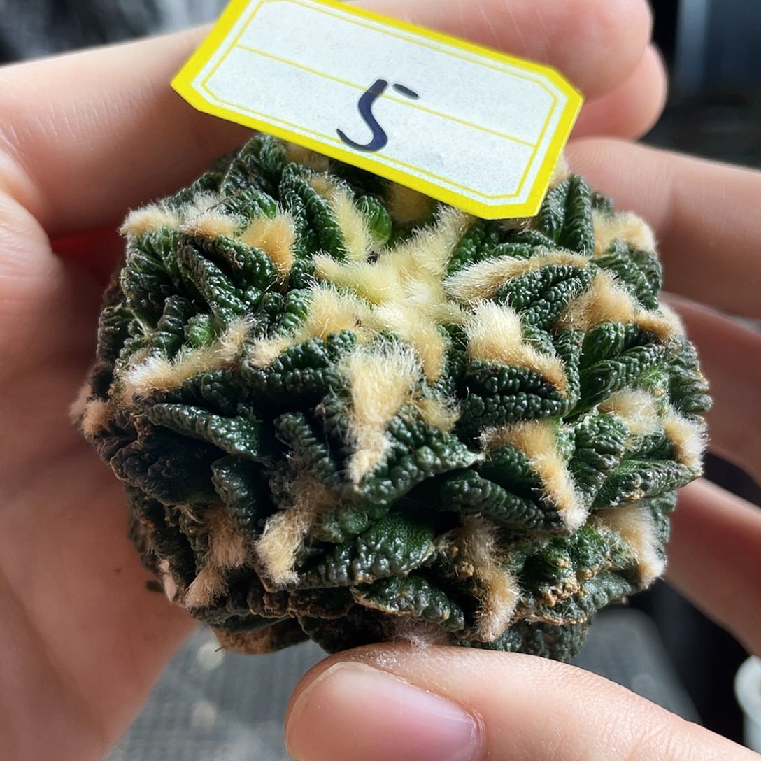 25日5号自根小尤螺旋辛顿