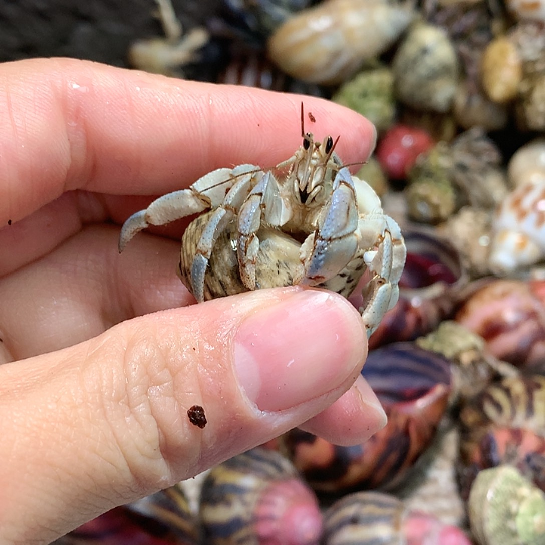 1.6口径奔跑的寄居蟹18号