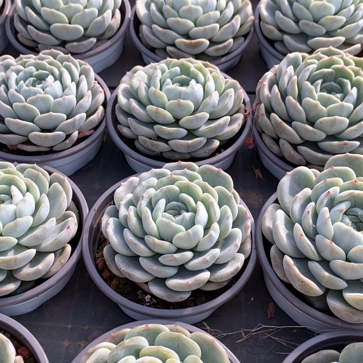 23。大白恋。单头。