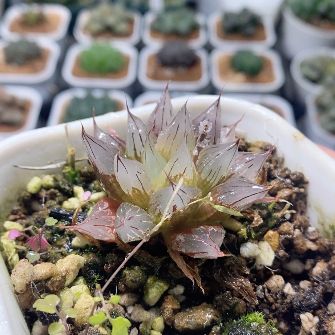 西亚姬大窗玉露多肉植物